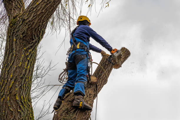 Trusted Great Falls Crossing, VA Tree Service Experts